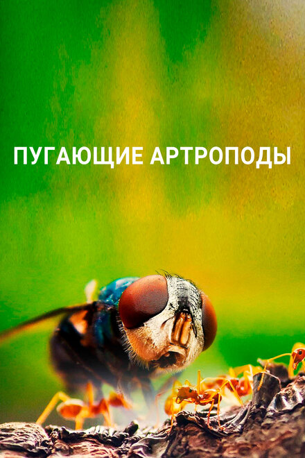  Пугающие артроподы  смотреть онлайн