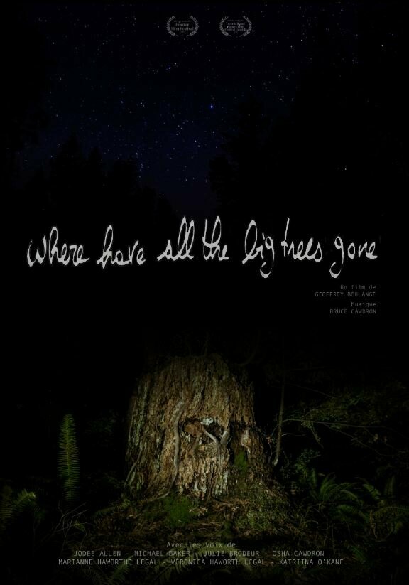 Where Have All the Big Trees Gone