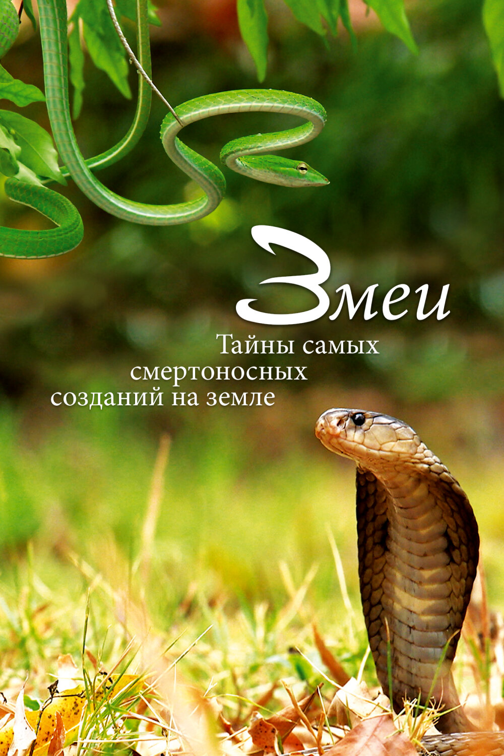 Змеи. Тайны самых смертоносных созданий на земле постер